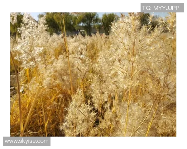 黄芳专访:畅谈网球生涯与成长之路的点滴回忆 黄芳专访:畅谈网球生涯与成长之路的点滴回忆